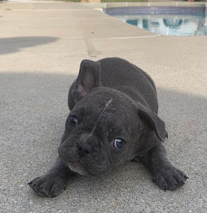 Meet your Posher, Frankies